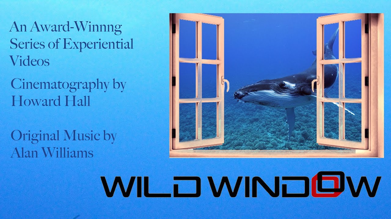 Wilder Window Wild Window TV Series Trailer - YouTube