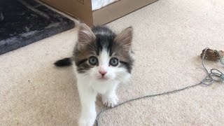 😻🐈 Tobie the 8 week-old kitten, playing in his new environment. Awwww