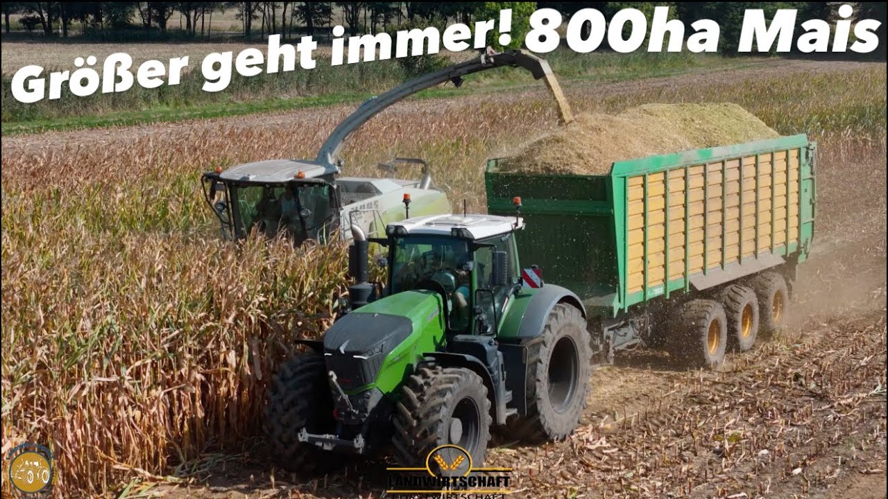 FENDT 1050 Als Abfuhrgespann! 800ha Mais für die Biogasanlage Lohnauftrag Maishäckseln 2024