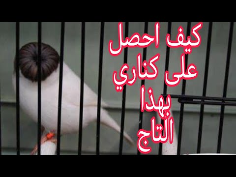 كيف انتج طيور كناري بقبعة او تاج او شوشوة كبيرة وجميلة