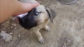 70 Günlük Kangallarimiza 5 Li̇ Karma Aşi Yaptik