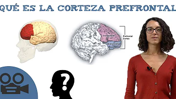 ¿Cómo se refuerza el córtex prefrontal?
