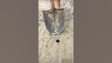 🐍A big snake in hole//#snake #shorts