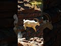 Goat Leaps from Cliff, Defies Thunderstorm, and Floats into the Sky! 🐐⚡🌩️ | Incredible Animal Feat