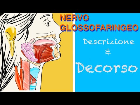Video: Qual è la funzione principale del nervo glossofaringeo?