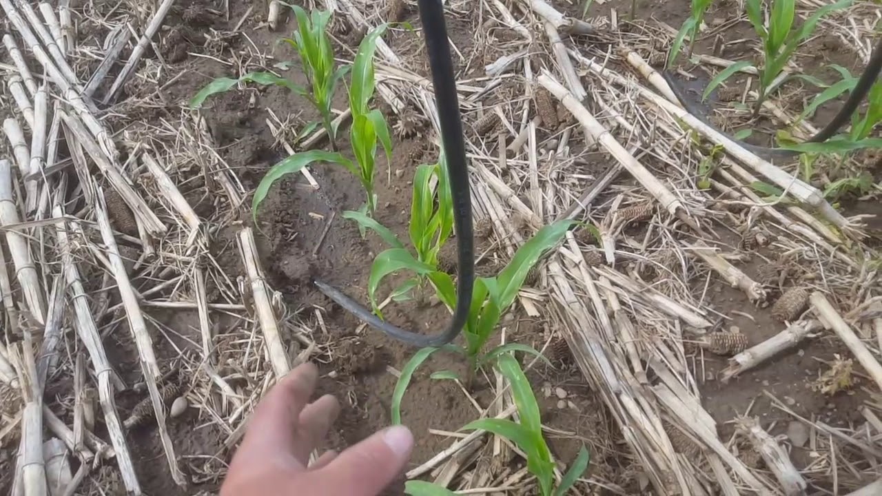 Using sprayer drop tubes to sidedress corn YouTube