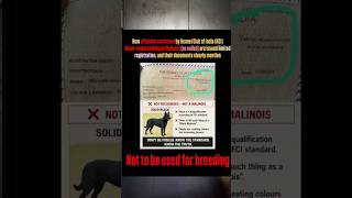 Belgain malinois breed black was banned #bts