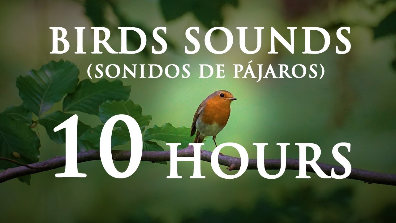 Sonido de Pájaros en el bosque - Pájaros cantando / Birds Sounds // 10 HORAS Sonido de Pájaros en el bosque - Pájaros cantando / Birds Sounds // 10 HORAS