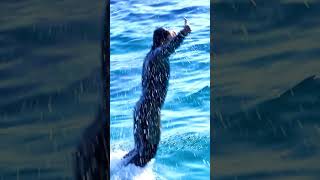 ルーナと潜水!!目開けてるって凄すぎ^^ #Shorts #鴨川シーワールド #シャチ #Kamogawaseaworld #Orca #Killerwhale