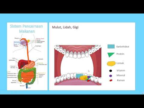 Video: Selama pencernaan kimiawi, protein dihidrolisis menjadi?