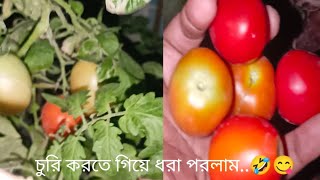 রাতের বেলা অন্যের গাছের টমেটো  চুরি করে খাওয়ার মজাই আলাদা #subscribemychannel #viral