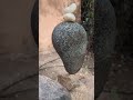 Balance and Flower