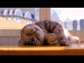 AMAZING ! Cats Sleeping With Eyes Open  |  FUNNY Pets Compilation