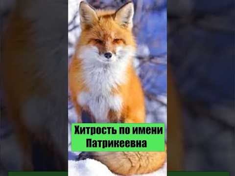 Лиса #ДикаяПрирода #Охота #Инстинкт #Животные #ФактыОживотных #Лес #ТайнаПрироды #Fox #AnimalFacts