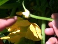 Easiest Way to Pollinate Squash Plants for Highest Yields