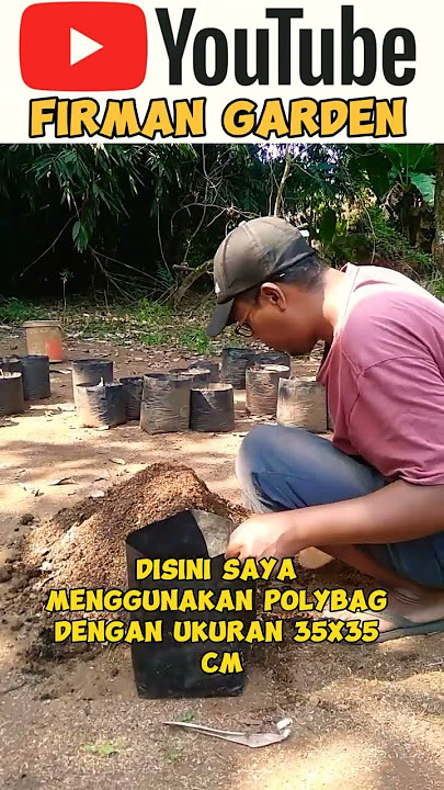 Ukuran polybag dan media tanam cabe rawit