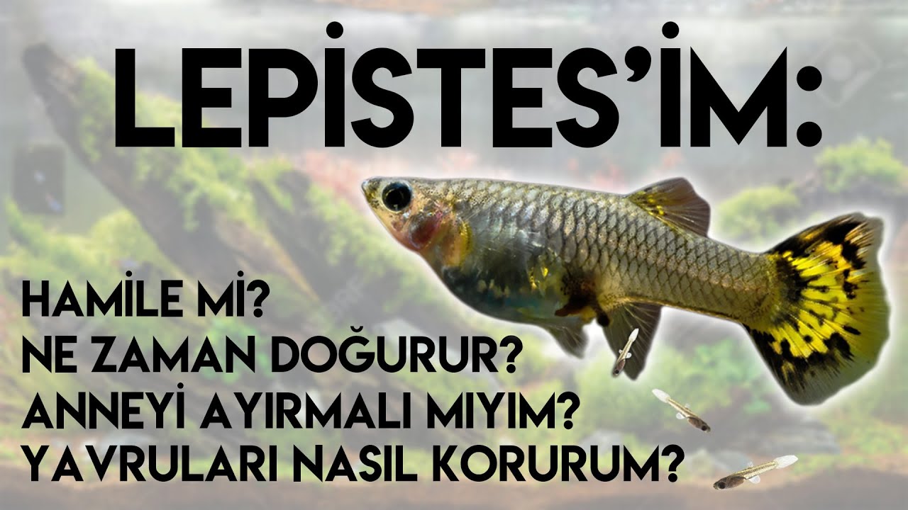 LEPİSTES DOĞUM VE ÜRETİMİ REHBERİ | Hamile mi? Ne Zaman Doğurur? Anneyi Ayırmalı mıyım? Yavrular?