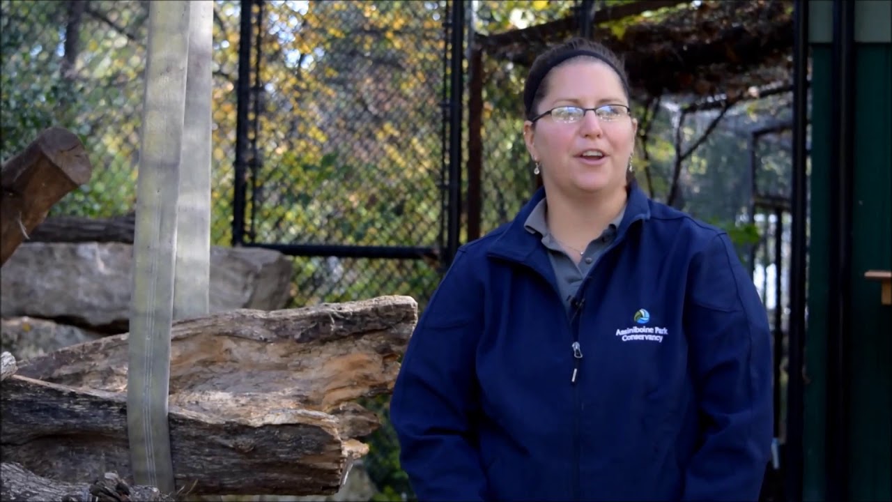 Snow Leopard Enrichment