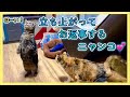 【立ち上がってブラッシングを懇願する猫が可愛すぎる💕】