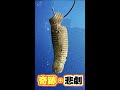 拾ったワームでブラックバスを狙ったら・・・ #shorts