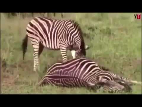 حمار يولد الحمار الثاني