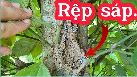 Tình trạng cây hồ tiêu đang bị rệp sáp tấn công vào mùa mưa.