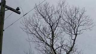Powerlines - Downed powerlines are never safe