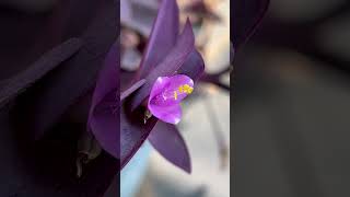 #purplehearts #trending #flowerstories #gadar2 #phirse #chaltereishqmein #flowerphotography #nature