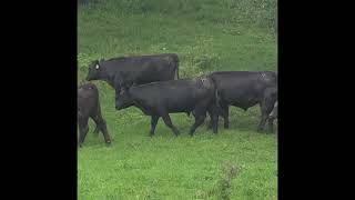 Hundt Farms 180 Black Angus Steers 800-900