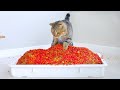 Giving Cats Too Much Food Prank!