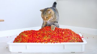 Giving Cats Too Much Food Prank!
