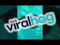 Hedgehog Saved From Swimming Pool || ViralHog