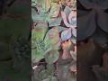 Essas vão encantar outro jardim #vendas #suculentas #shortsyoutube #brasil #2026