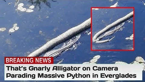 That’s Gnarly Alligator Caught on Camera Parading Massive Python in Everglades l alligator news l
