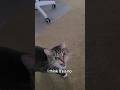 Zoe your rent is due! #Cats #CatVideos #CatShorts #Kitty #KittyCat #CuteCat #Cute