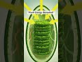 How Plants Create Energy: ATP & NADPH Explained 🌿⚡