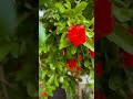 فيروز يازهر الرمان