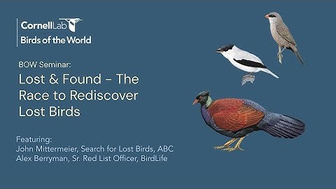 Searching for Lost Birds: rediscoveries, extinctions & the potential to find the remaining species