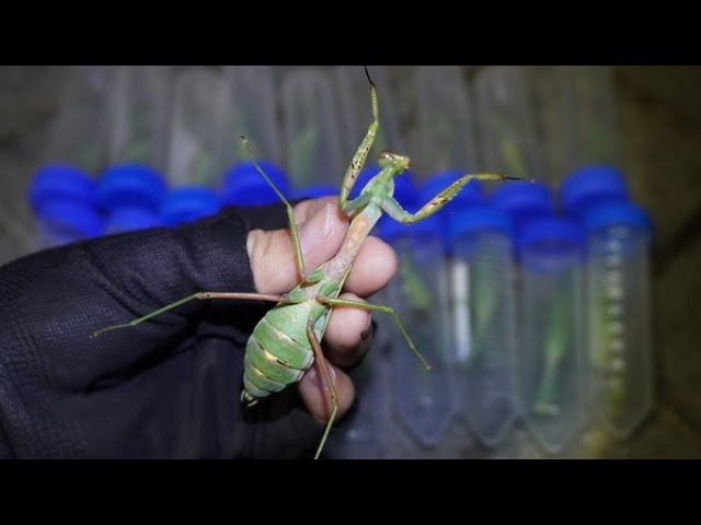 Most terrifying] The giant invasive mantis, the red-bellied mantis