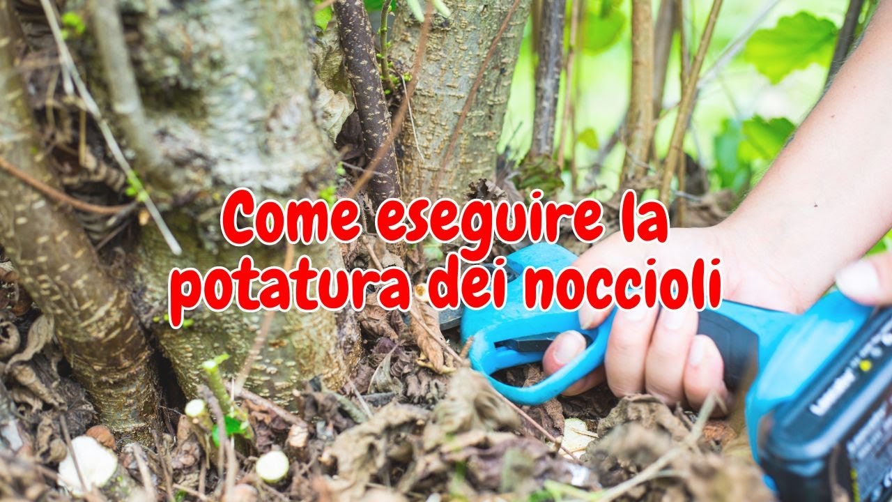 Come eseguire la potatura dei noccioli