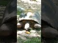 Aldabra Tortoise Earth Day LA Zoo Los Angeles California April 22, 2026 Conservation Animals