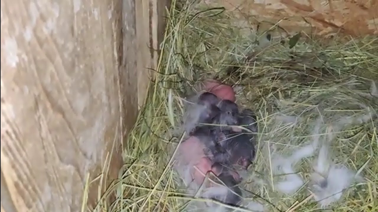 Un nou cuib de iepurași la fem.hycole francez bicolor