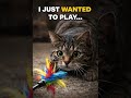 This Cat Toy Unlocked His Wild Side… #Cat #cattoys