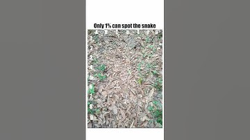 find the snake #puzzle #mindgames #snake #find #shorts