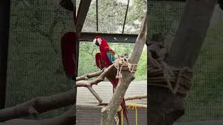 홍금강앵무/Red and Green Macaw