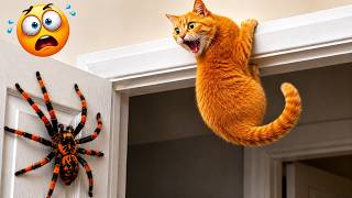 Try Not To Laugh ๐ Funniest Cats & Dogs of 2026 ๐ฑ๐ถ Ultimate Pet Fails Compilation! โญPart 5 Try Not To Laugh ๐ Funniest Cats & Dogs of 2026 ๐ฑ๐ถ Ultimate Pet Fails Compilation! โญPart 5