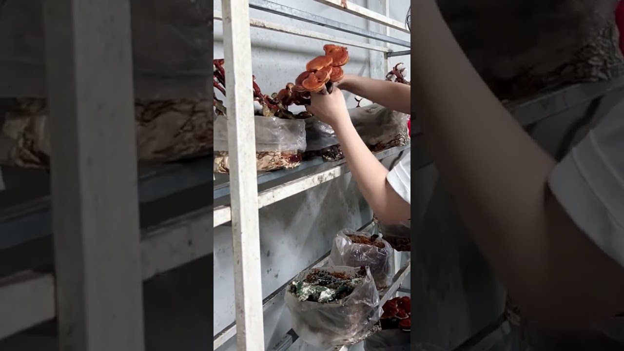 Mấy ẻm nấm này theo mình cũng lâu, hái thôiiiiii 