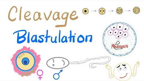 Cleavage and Blastulation | Biology for MCAT and DAT