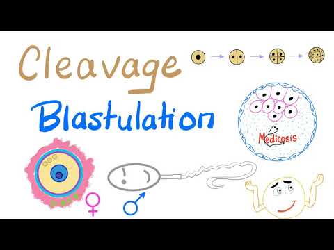Cleavage and Blastulation | Biology for MCAT and DAT