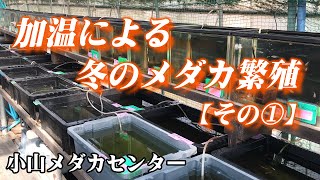 メダカ　加温ボックス　冬越し　冬の産卵用 YouTube
